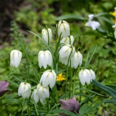 Fritillaire pintade - Fritillaria meleagris Alba