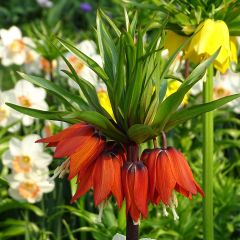 Fritillaire imperialis Rubra - Couronne impériale