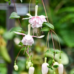 Fuchsia retombant Pink Marshmallow