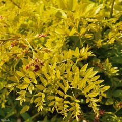 Févier d'Amérique doré - Gleditsia triacanthos Sunburst