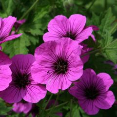 Géranium vivace psilostemon