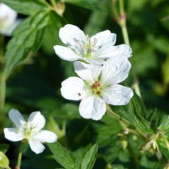 Géranium vivace richardsonii