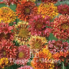 Graines de Gaillarde annuelle pulchella Razzledazzle 