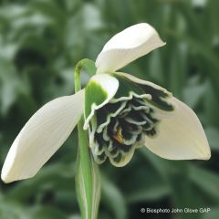 Perce-neige double - Galanthus nivalis Dionysus