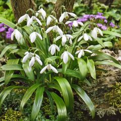 Perce-neige - Galanthus woronowii