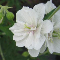 Geranium vivace pratense Plenum Album - Géranium des prés