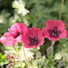 Geranium vivace cinereum Jolly Jewel Salmon