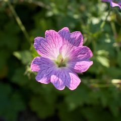 Géranium vivace oxonianum Claridge Druce