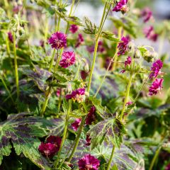 Géranium vivace phaeum Samobor