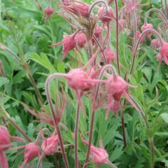 Geum triflorum - Benoîte rose rougeâtre