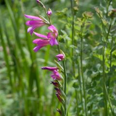 Glaïeul des moissons - Gladiolus italicus