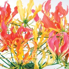 Graines de Gloriosa superba Mixed - Lis Glorieux grimpant 