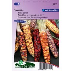 Graines de Maïs d’ornement grandes variétés - Zea mays japonica