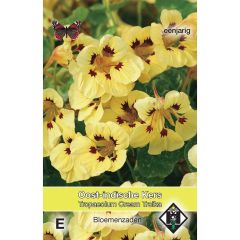 Graines de Capucine naine Cream Troika -Tropaeolum majus