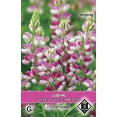 Graines de Lupin annuel Avalune Red-White - Lupinus hartwegii