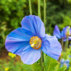 Graines de Meconopsis grandis - Pavot Bleu