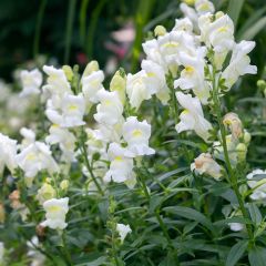 Graines de Muflier Royal Bride - Antirrhinum majus