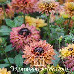 Graines de Rudbeckia Caramel mixed  en mélange