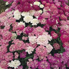 Graines de Thlaspi nain Candytuft Fairy mixed - Iberis umbellata