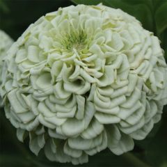 Graines de Zinnia elegans Polar Bear