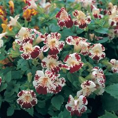Graines de Mimulus Monkey Magic F1 Hybrid
