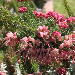 Grevillea lanigera Mount Tamboritha 