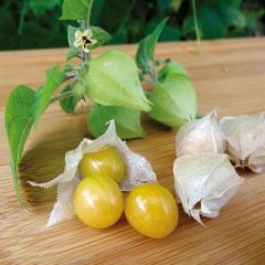 Groseille du Cap Preciosa - Physalis