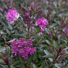 Hebe Raspberry Ripple - Véronique arbustive.