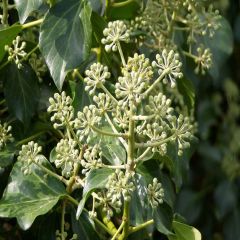 Lierre d'Irlande - Hedera hibernica