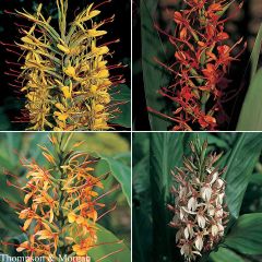 Graines d'Hedychium Species Mixed - Hedychium gardnerianum