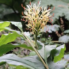 Hedychium yunnanense