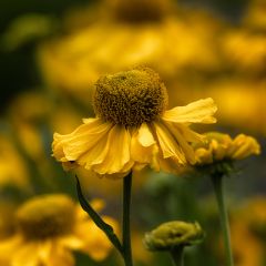 Helenium autumnale Pumilum Magnificum - Hélénie d'automne