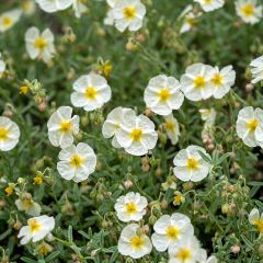 Helianthemum The Bride - Hélianthème blanc et or 