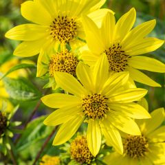 Helianthus hybride Lemon Queen - Soleil Vivace