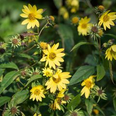 Helianthus microcephalus - Soleil vivace à petites fleurs