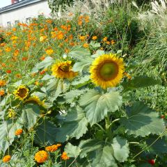Graines de Tournesol nain Sunspot - Helianthus annuus