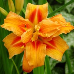 Hémérocalle Apricot Beauty - Lis d'un jour double orange à macule