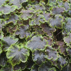 Heucherella Solar Eclipse