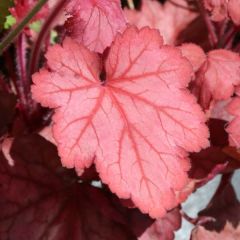 Heuchère, Heuchera Georgia Peach