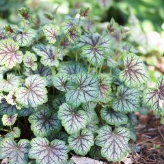 Heuchère - Heuchera Green Spice