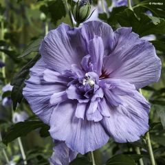 Hibiscus syriacus Blue Chiffon - Althea bleu double