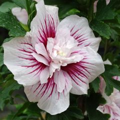 Hibiscus syriacus Starburst Chiffon - Althéa 