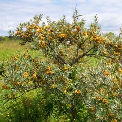 Hippophae rhamnoides Leikora - Argousier femelle