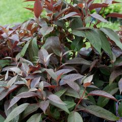 Hydrangea aspera Hot Chocolate - Hortensia brun 