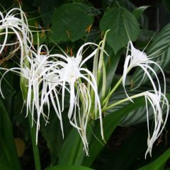 Hymenocallis longipetala - Ismene blanche  