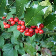 Houx commun - Ilex aquifolium