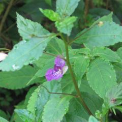 Impatiens puberula