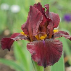 Iris germanica Young Blood - Iris des Jardins