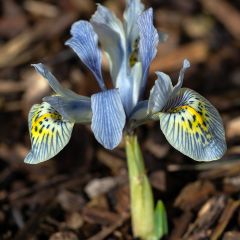 Iris reticulata Katharina Hodgkin