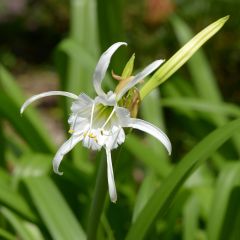 Ismene festalis Blanche - Hymenocallis, Lis araignée blanc.